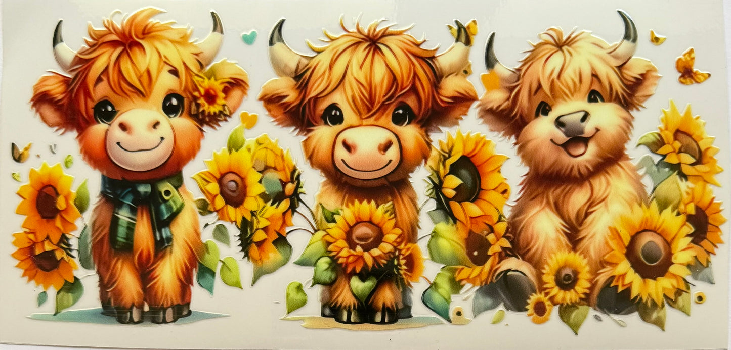Highland Cow