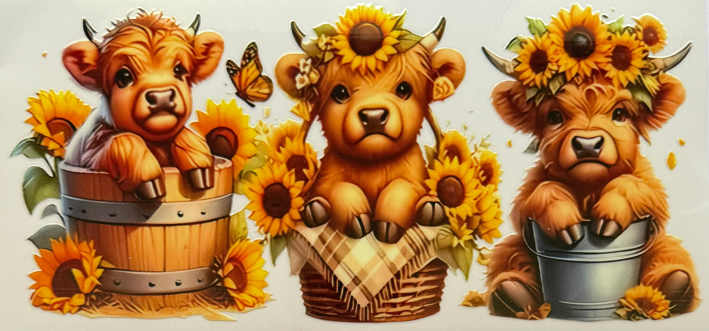 Highland Cow
