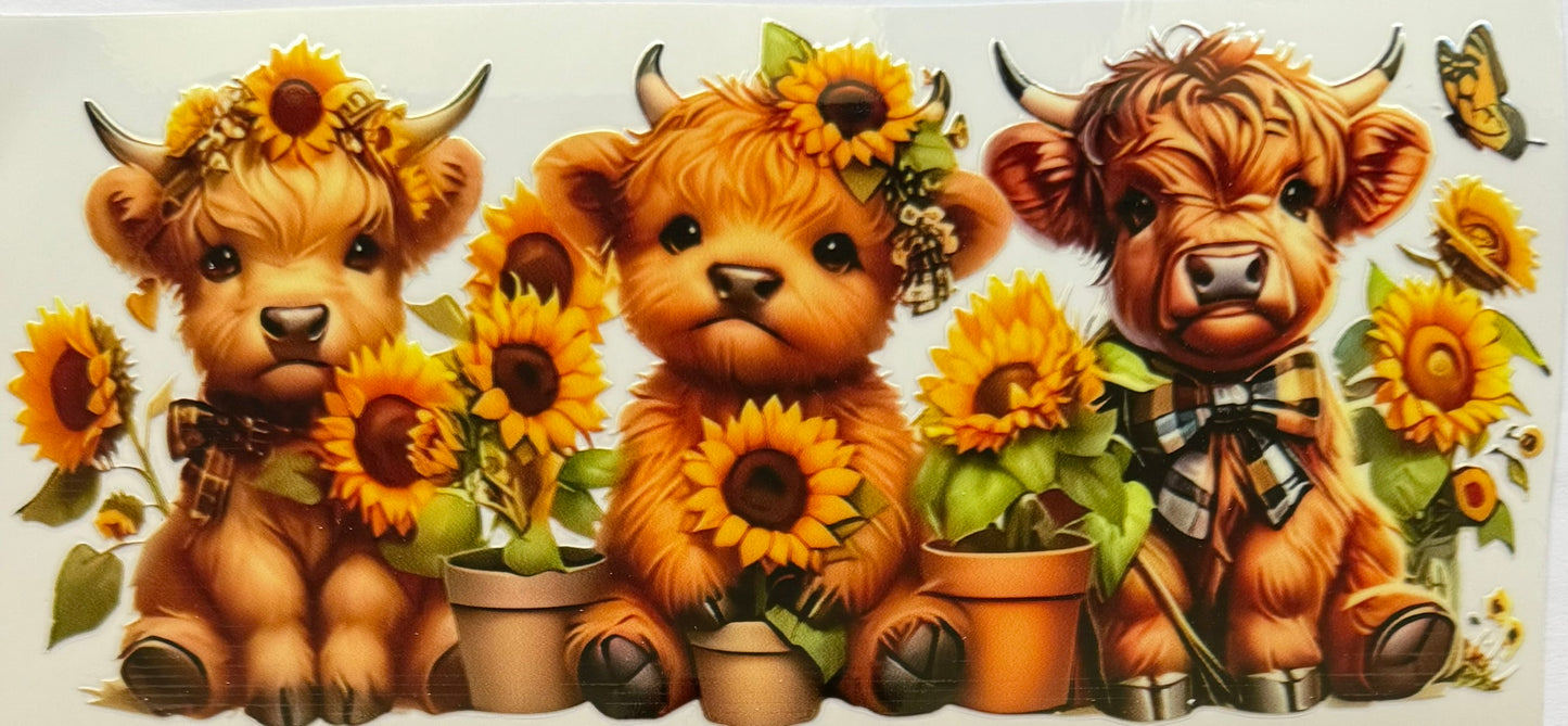 Highland Cow