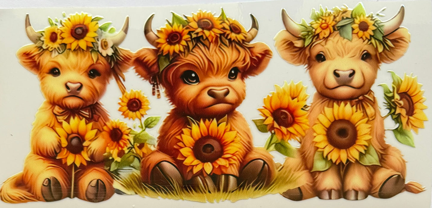 Highland Cow