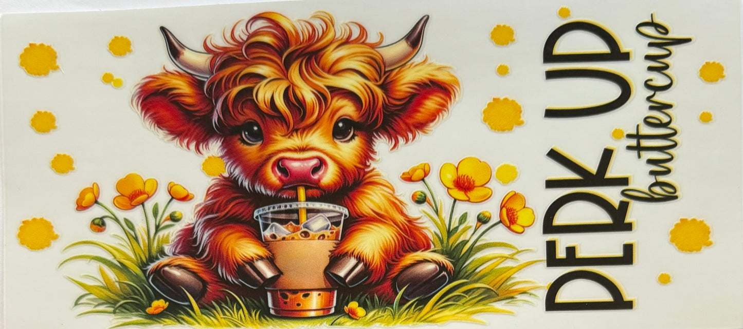 Highland Cow