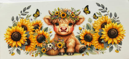 Highland Cow