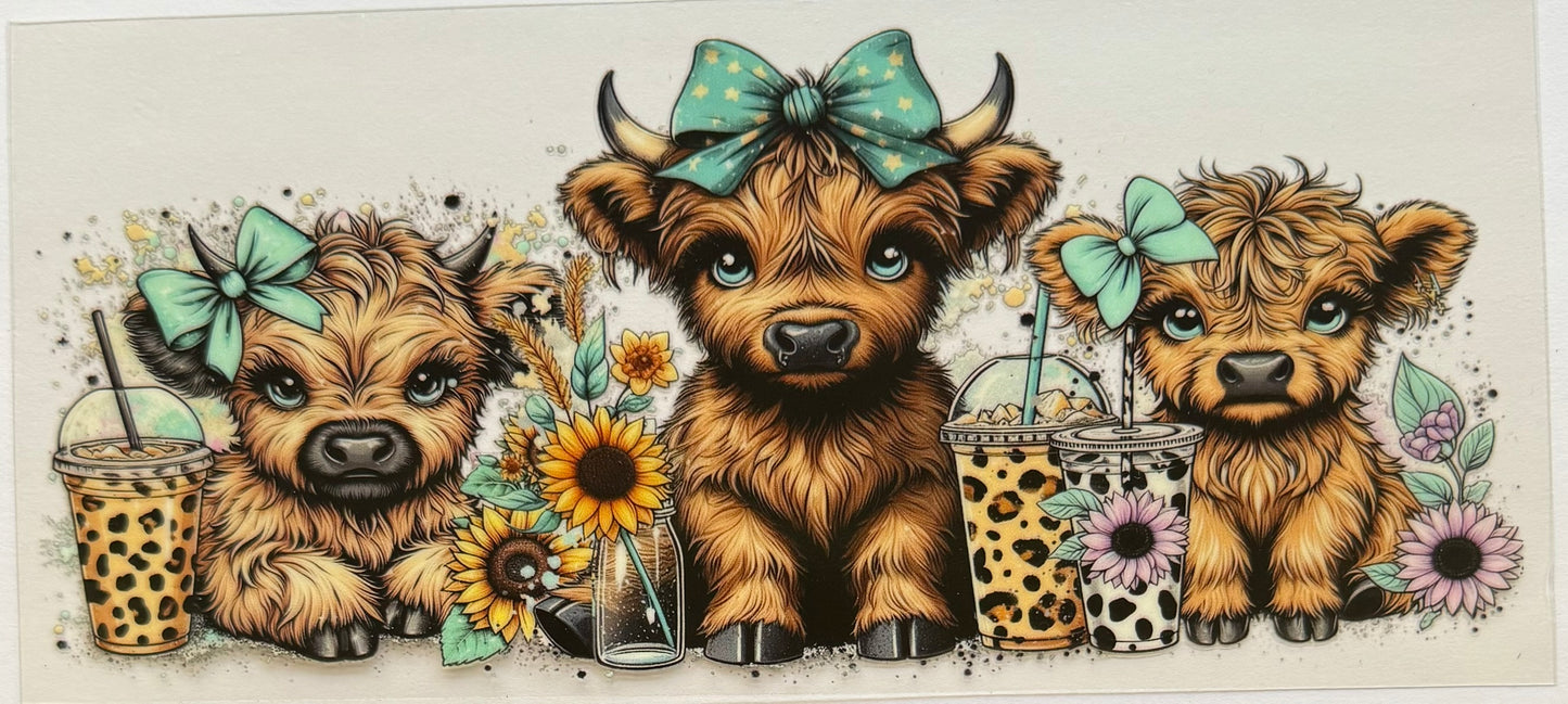 Highland Cow