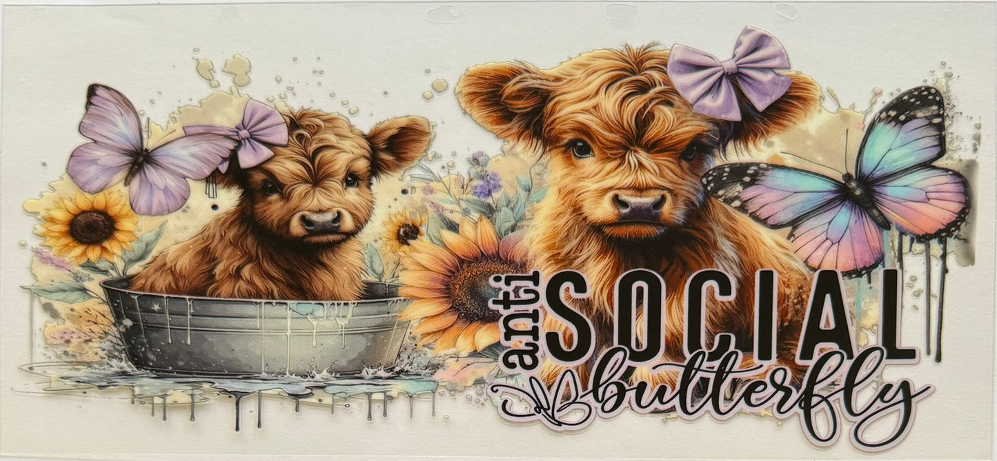 Highland Cow